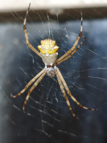 Silver Garden Orbweaver