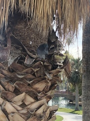 Washingtonia