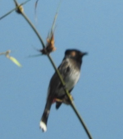 Red-vented Bulbul