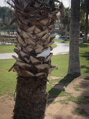 Washingtonia