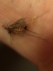 Culex quinquefasciatus