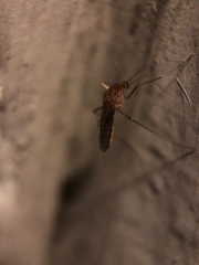 Culex quinquefasciatus