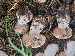 Agaricus pattersoniae