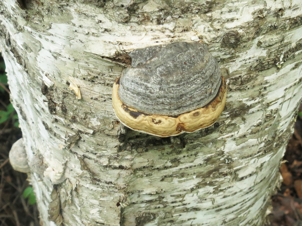 Fomes fomentarius · August 2019 · photo: © repta (iNaturalist, cc-by)