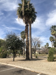 Washingtonia