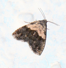 Tripudia dimidata