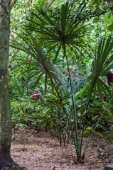 Sabal mauritiiformis