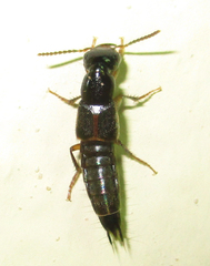 Staphylinoidea