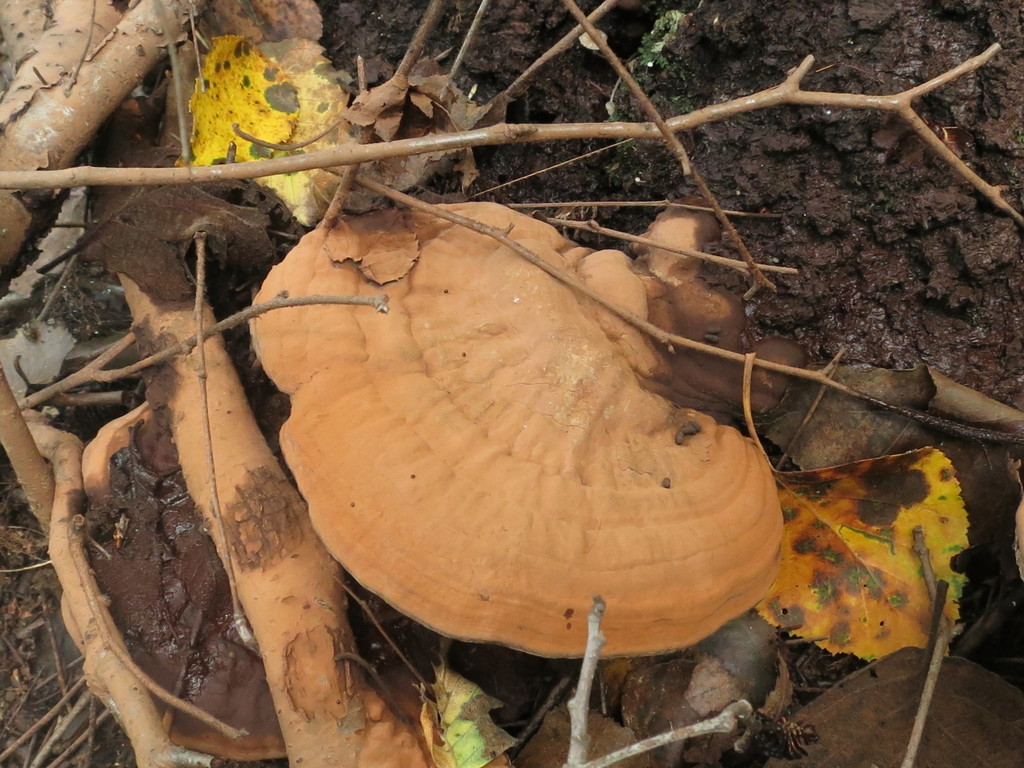 Ganoderma applanatum · August 2019 · photo: © repta (iNaturalist, cc-by)