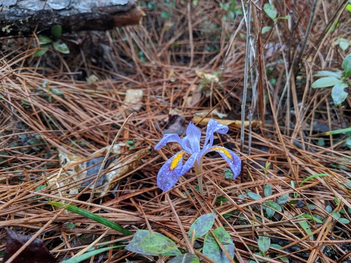 Iris verna