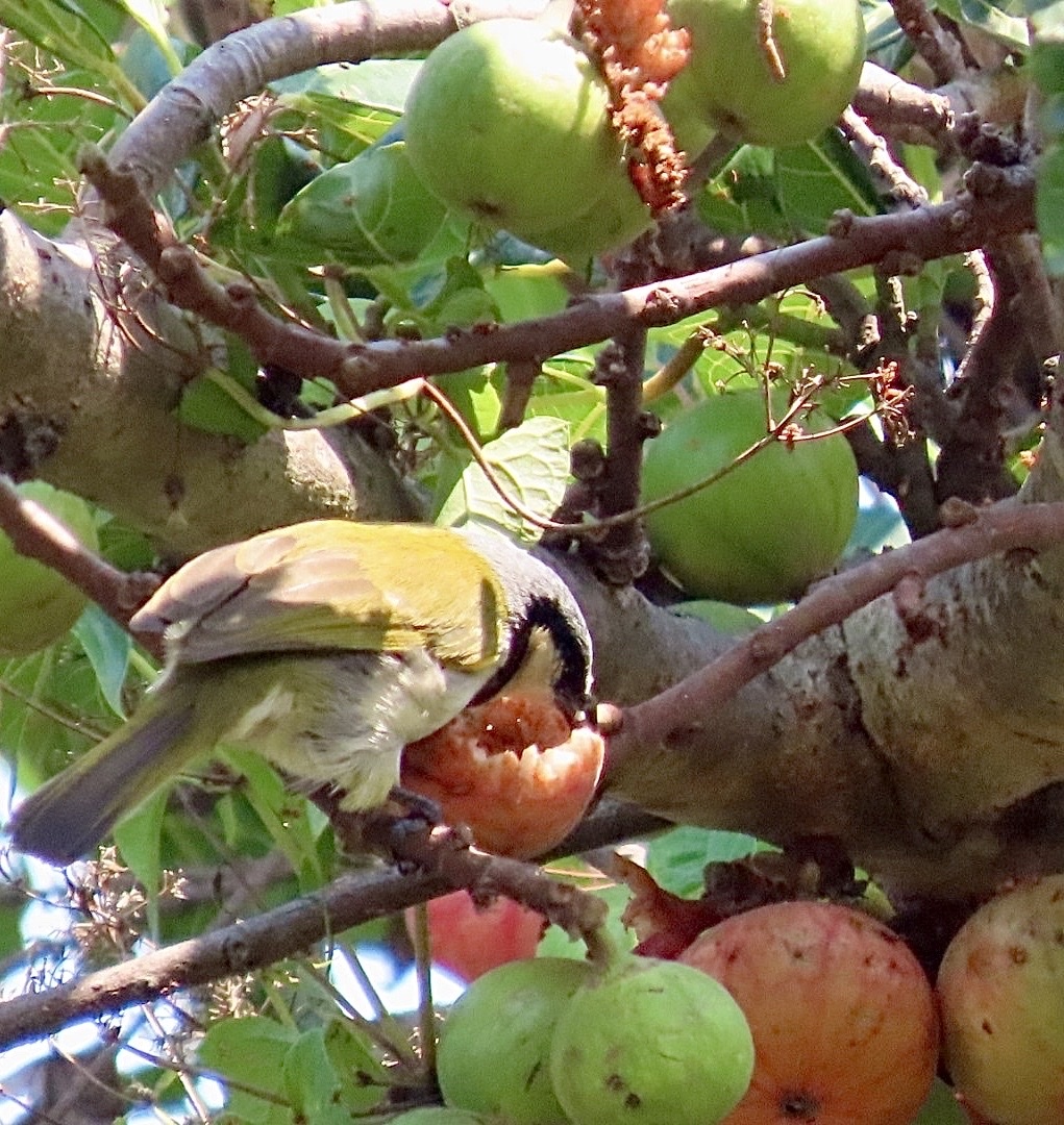 Black-collared Bulbul (Neolestes torquatus), photo 9