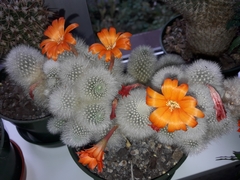 Aylostera muscula