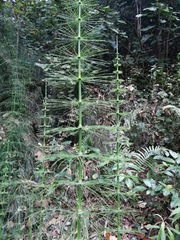 Equisetum myriochaetum