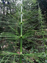 Equisetum myriochaetum