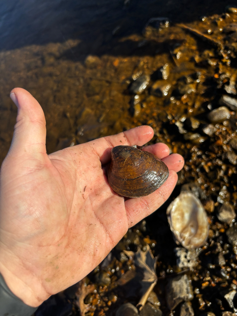 Ebonyshell