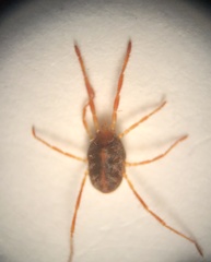 Erythraeoidea