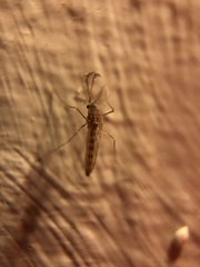 Culex quinquefasciatus