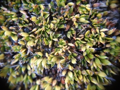 Coprosma atropurpurea