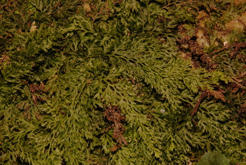 Appalachian filmy fern (Vandenboschia boschiana)