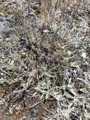 Vittadinia australis