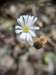 Vittadinia australis