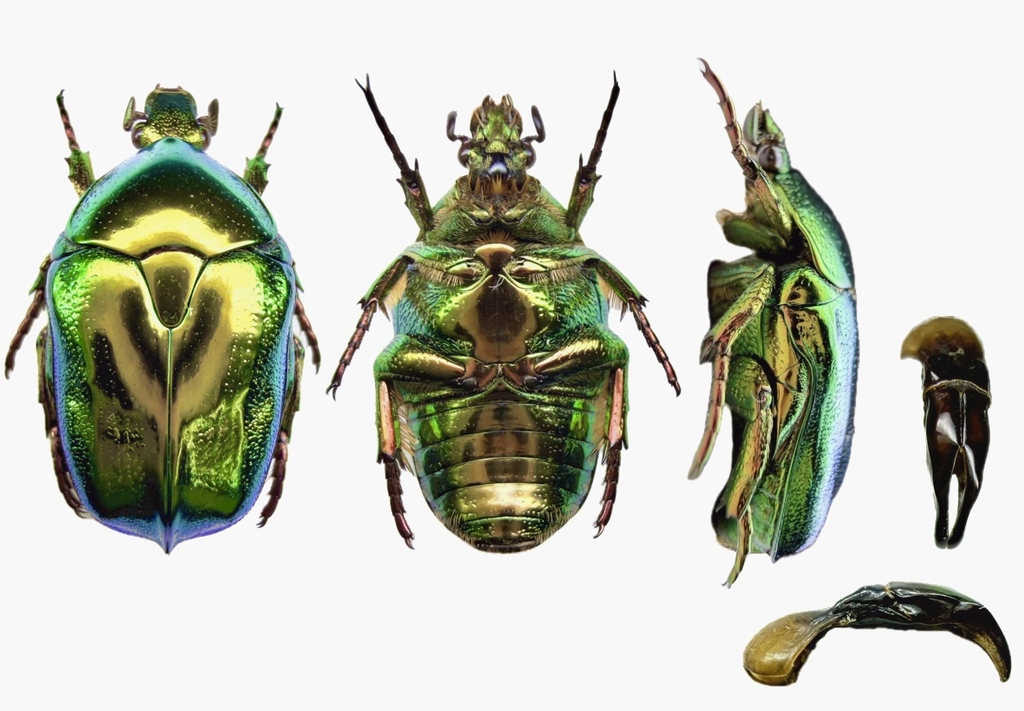 Protaetia himalayana