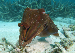 Giant Cuttlefish