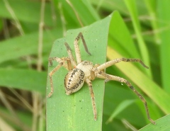 Curicaberis culiacan