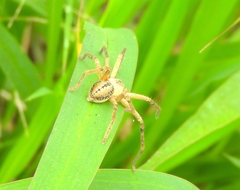 Curicaberis culiacan