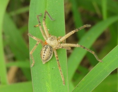 Curicaberis culiacan