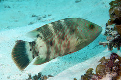 Cheilinus trilobatus