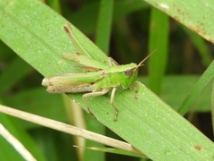 Dichromorpha prominula