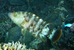 Cheilinus trilobatus