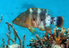 Cheilinus trilobatus