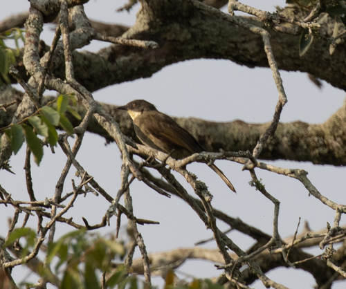 Yellow-gorgeted Greenbul (Atimastillas flavicollis)
