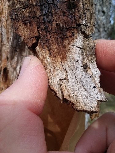 iNaturalist observation photo of Mycocalicium albonigrum