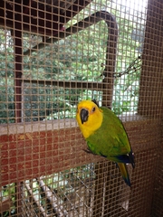 Aratinga