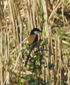 Long-tailed Shrike