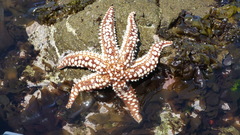 Meyenaster gelatinosus