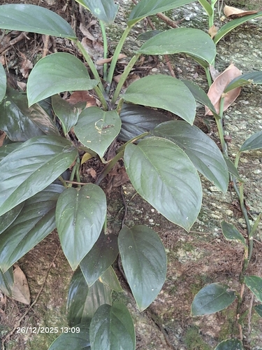 Monstera adansonii