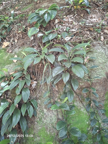 Monstera adansonii