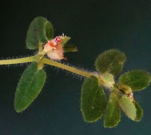 Euphorbia yucatanensis