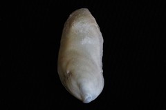 Vulsella