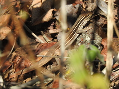 Aspidoscelis motaguae