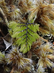 Hymenophyllum dentatum