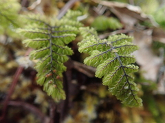Hymenophyllum dentatum