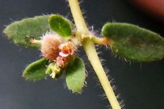 Euphorbia yucatanensis