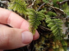 Hymenophyllum dentatum