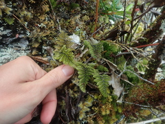 Hymenophyllum dentatum