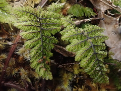 Hymenophyllum dentatum